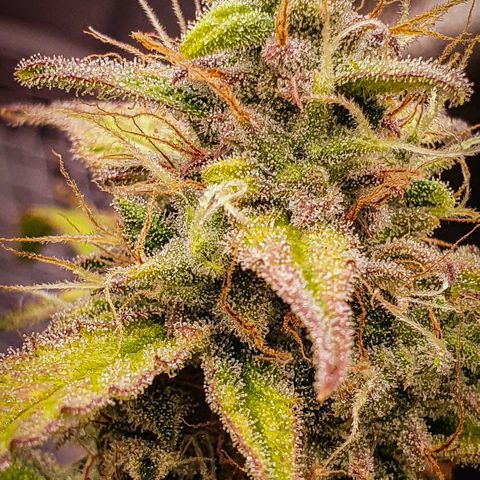 Pêdrinha Girl Scout growlog timeline photo