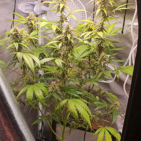 Pêdrinha Girl Scout growlog timeline photo