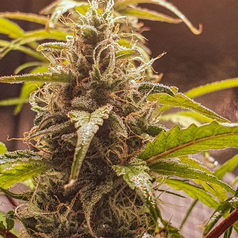 Pêdrinha Girl Scout growlog timeline photo