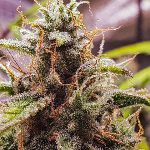 Pêdrinha Girl Scout growlog timeline photo