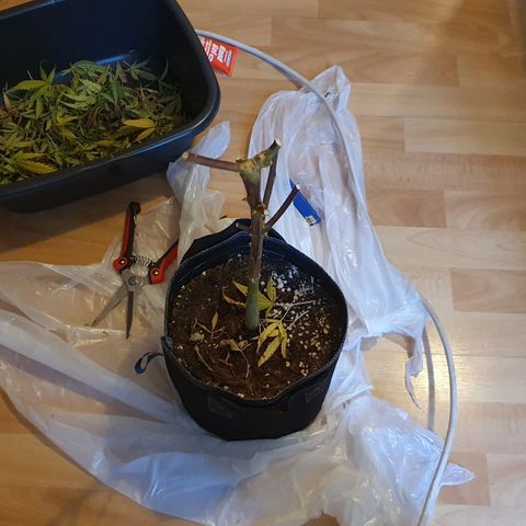 Pêdrinha Girl Scout growlog photo: Harvest today. Tryed a piece with some friends. Hard taste and very strong. 