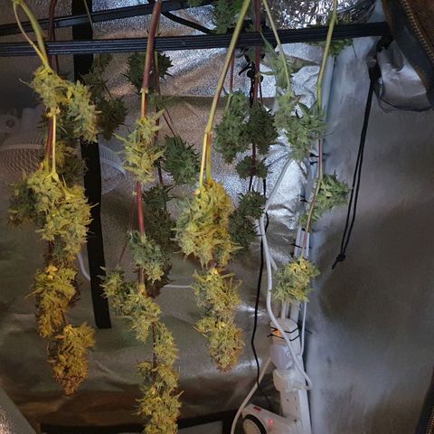 Pêdrinha Girl Scout growlog photo: Harvest today. Tryed a piece with some friends. Hard taste and very strong. 