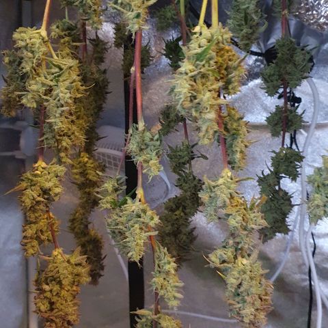 Pêdrinha Girl Scout growlog photo: Harvest today. Tryed a piece with some friends. Hard taste and very strong. 