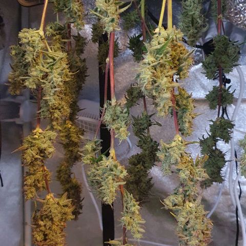 Pêdrinha Girl Scout growlog photo: Harvest today. Tryed a piece with some friends. Hard taste and very strong. 