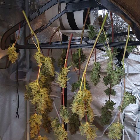 Pêdrinha Girl Scout growlog photo: Harvest today. Tryed a piece with some friends. Hard taste and very strong. 