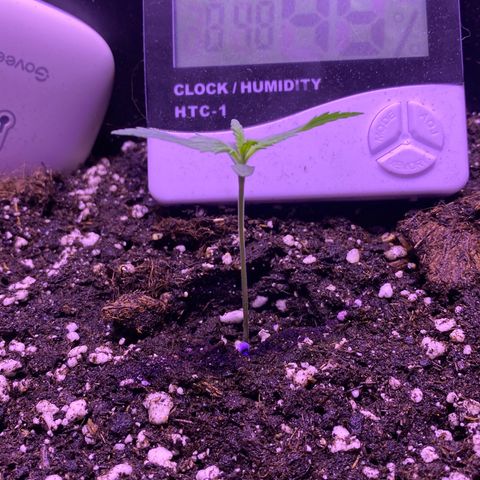 Glueberry og auto growlog timeline photo