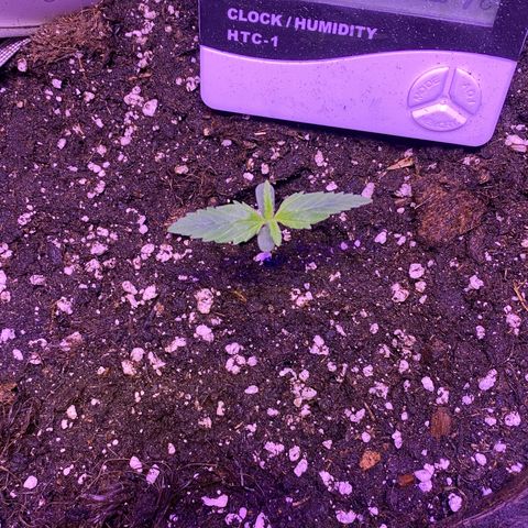 Glueberry og auto growlog timeline photo