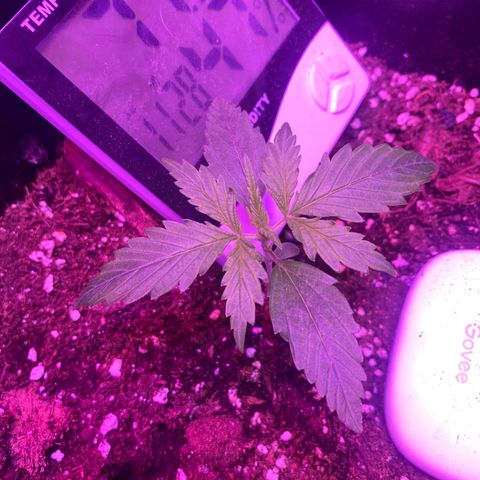 Glueberry og auto growlog timeline photo