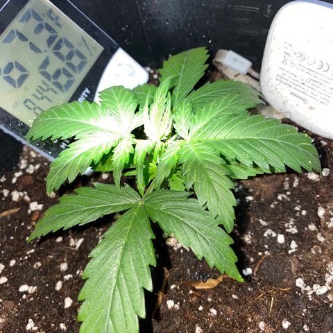 Glueberry og auto growlog timeline photo