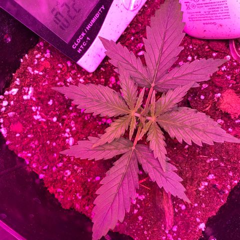 Glueberry og auto growlog timeline photo