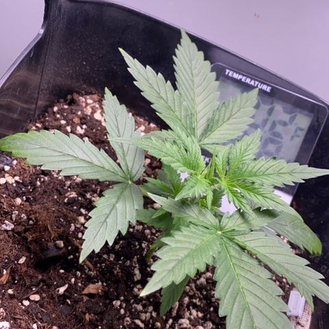 Glueberry og auto growlog timeline photo
