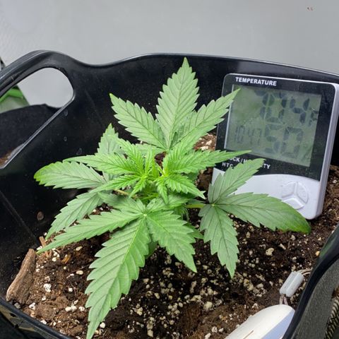 Glueberry og auto growlog timeline photo