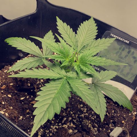 Glueberry og auto growlog timeline photo
