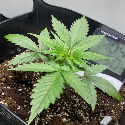 Glueberry og auto growlog timeline photo