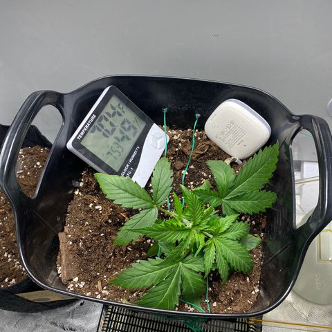 Glueberry og auto growlog photo: Lst started 