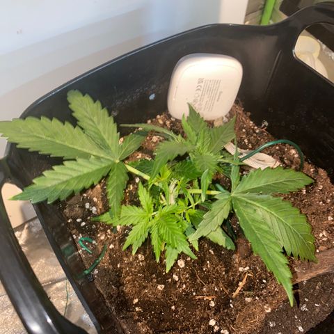 Glueberry og auto growlog timeline photo
