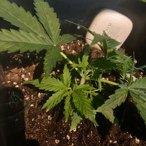Glueberry og auto growlog timeline photo