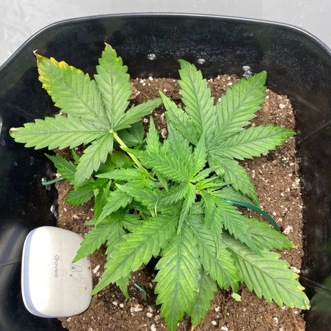 Glueberry og auto growlog timeline photo
