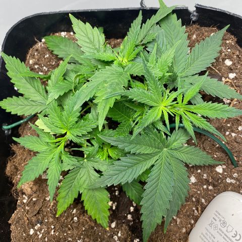 Glueberry og auto growlog timeline photo