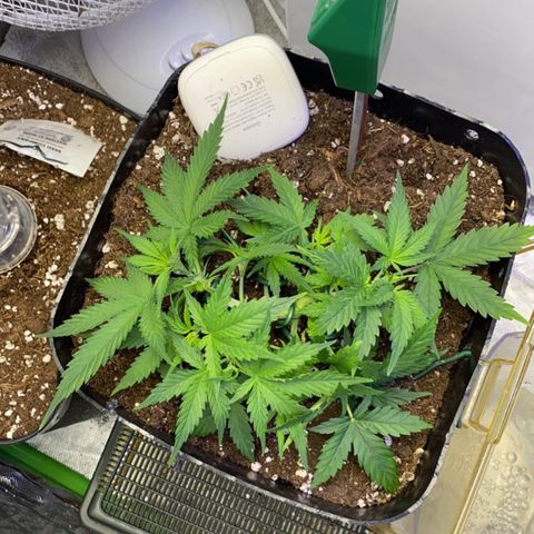 Glueberry og auto growlog timeline photo