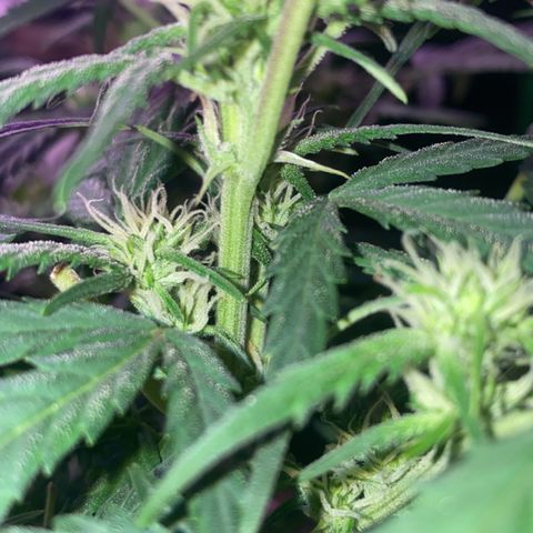 Glueberry og auto growlog timeline photo