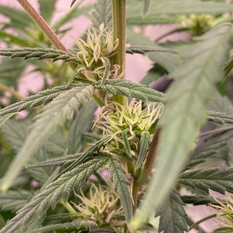 Glueberry og auto growlog timeline photo