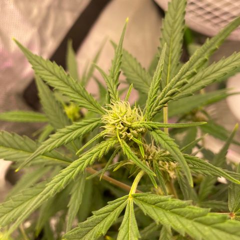 Glueberry og auto growlog timeline photo