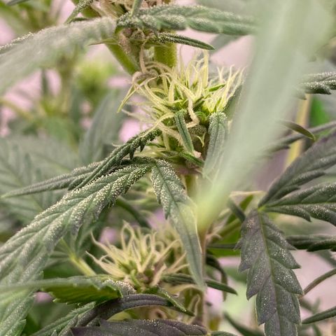 Glueberry og auto growlog timeline photo