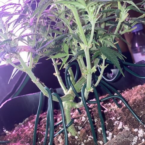 Glueberry og auto growlog timeline photo