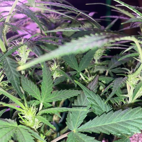Glueberry og auto growlog timeline photo
