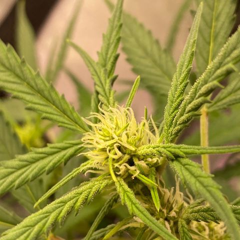 Glueberry og auto growlog timeline photo