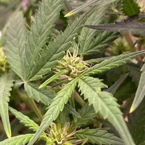 Glueberry og auto growlog timeline photo