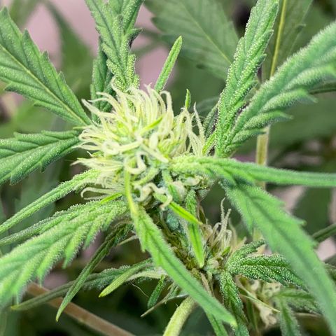 Glueberry og auto growlog timeline photo