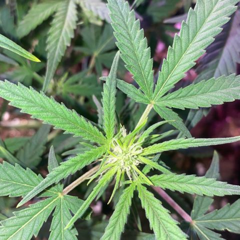 Glueberry og auto growlog timeline photo