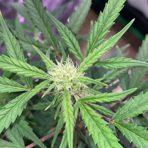 Glueberry og auto growlog timeline photo