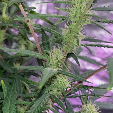 Glueberry og auto growlog timeline photo