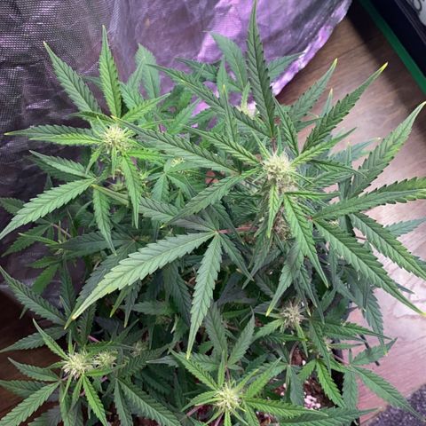 Glueberry og auto growlog timeline photo