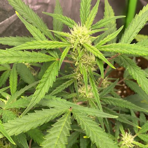 Glueberry og auto growlog timeline photo