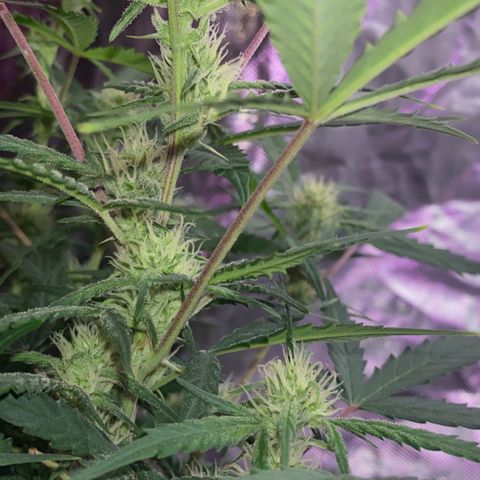 Glueberry og auto growlog timeline photo
