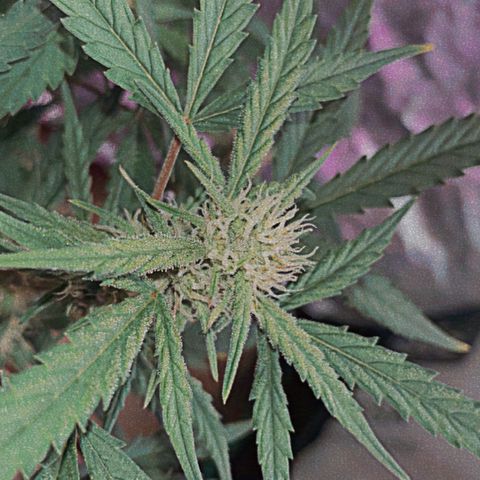 Glueberry og auto growlog timeline photo