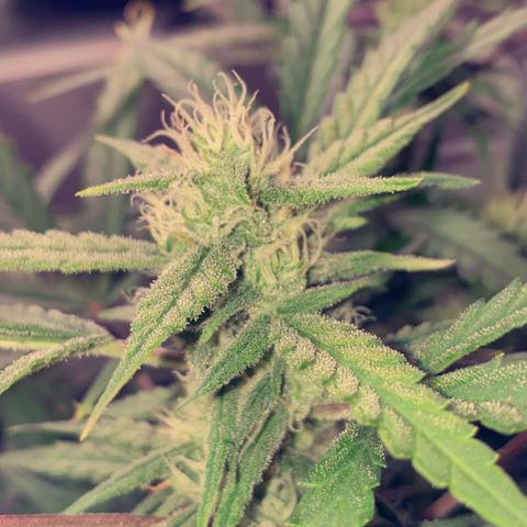 Glueberry og auto growlog timeline photo