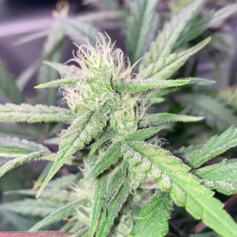 Glueberry og auto growlog timeline photo