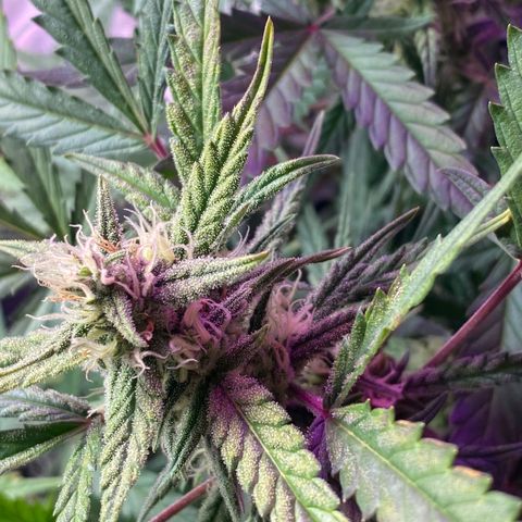 Glueberry og auto growlog timeline photo