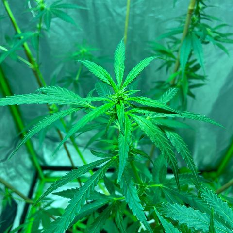 Grapefruit Haze growlog photo: Todays plants