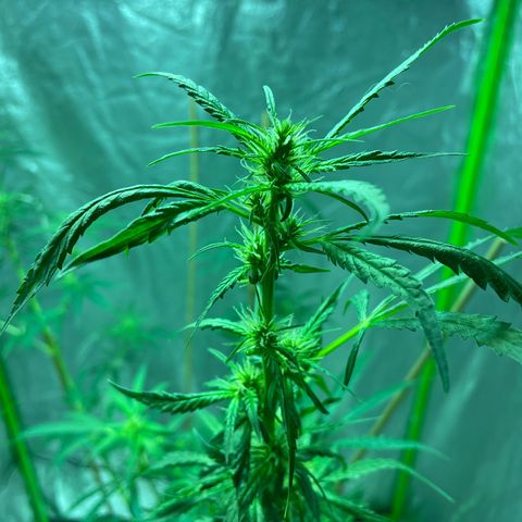Grapefruit Haze growlog photo: Todays plants