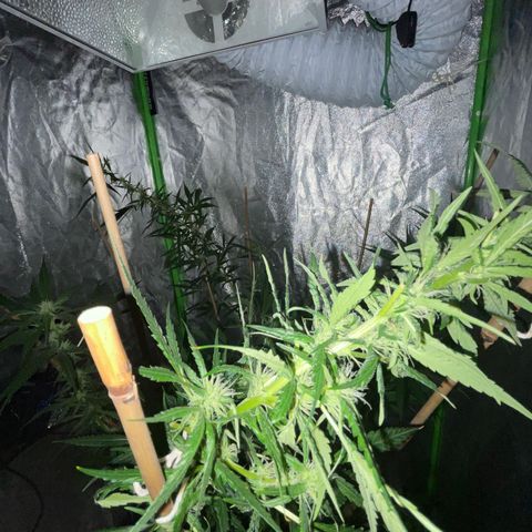 Grapefruit Haze growlog photo: More agressive budding. Kind of doing some bonsai training haha. Need to prune more next time I grow. 