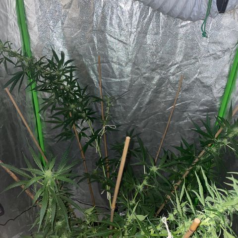 Grapefruit Haze growlog photo: More agressive budding. Kind of doing some bonsai training haha. Need to prune more next time I grow. 