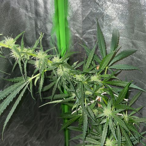Grapefruit Haze growlog photo: More agressive budding. Kind of doing some bonsai training haha. Need to prune more next time I grow. 