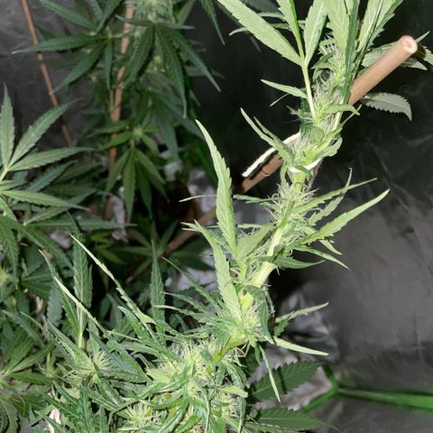Grapefruit Haze growlog photo: More agressive budding. Kind of doing some bonsai training haha. Need to prune more next time I grow. 