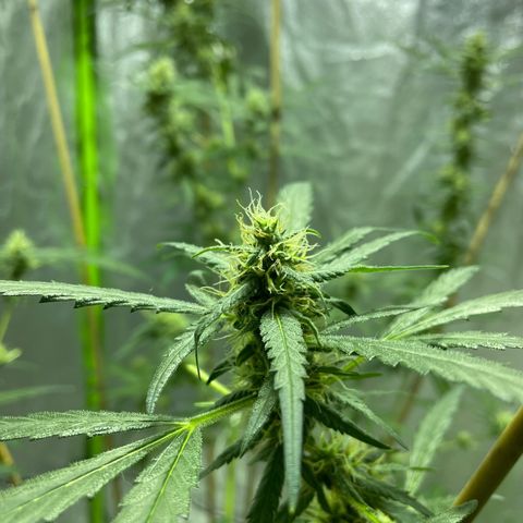 Grapefruit Haze growlog photo: Flowering! Still lots more growth to go